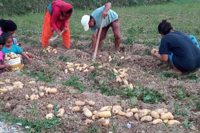 निसीखोला पालिका आलु र मकै पकेट क्षेत्र